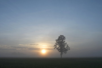 Fototapeta na wymiar Sunrise on Rice field in the morning.