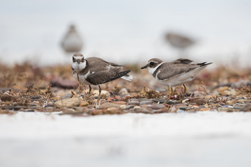 Common Ringed Plover, Ringed Plover, Charadrius hiaticula