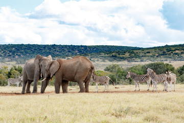 Obraz premium Standing for Water - African Bush Elephant