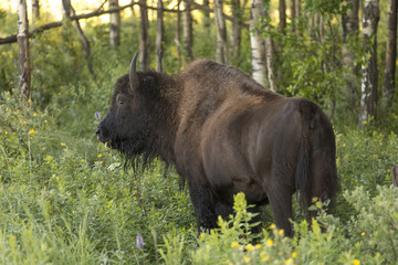 Bison standing in a forest, Lake Audy Campground, Riding Mountai