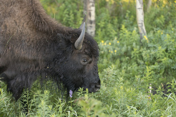 Closeup of a bison, Lake Audy Campground, Riding Mountain Nation