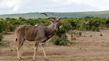 Good Grass - Greater Kudu - Tragelaphus strepsiceros
