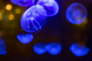 Blue Jellyfish and Golden Light