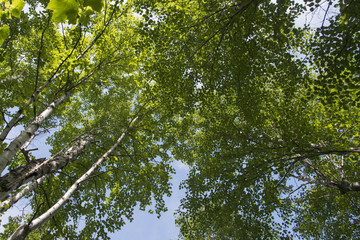 Low angle view of trees, Riding Mountain National Park, Manitoba