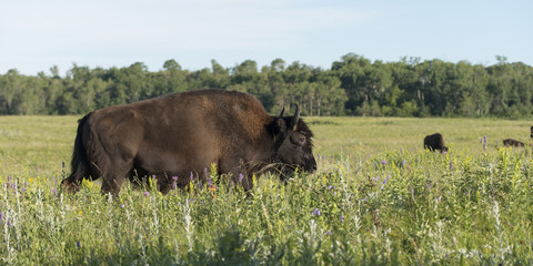 Bison walking in a field, Lake Audy Campground, Riding Mountain