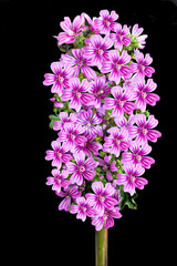 ramo de flores del campo moradas, con fondo negro