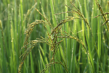 Rice field in the morning in Asia.