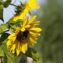 Sunflowers growing near the city of Thimphu in Bhutan, Asia