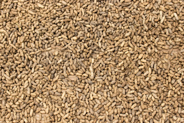 Peanuts Drying in Sun