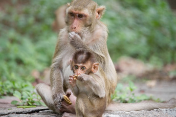 サルの親子の愛
