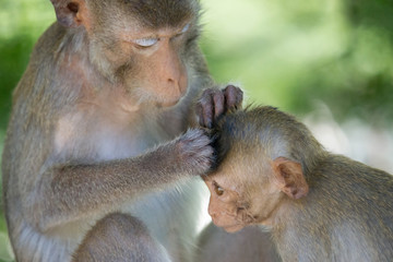 サルの親子の愛