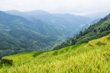 Obraz premium The terraced fields scenery in autumn 