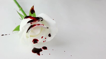 A white rose on a white background gets covered in red blood.