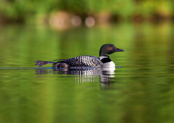Common Loon female and male. This shot was taken on lac Creux northern Quebec Canada. Here you can see the incredible feather pattern these birds possess.