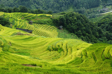 The terraced fields scenery in autumn
