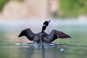 Common Loon female and male. This shot was taken on lac Creux northern Quebec Canada. Here you can...