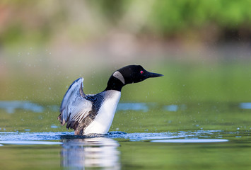 Common Loon female and male. This shot was taken on lac Creux northern Quebec Canada. Here you can see the incredible feather pattern these birds possess.