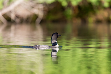 Common Loon female and male. This shot was taken on lac Creux northern Quebec Canada. Here you can see the incredible feather pattern these birds possess.