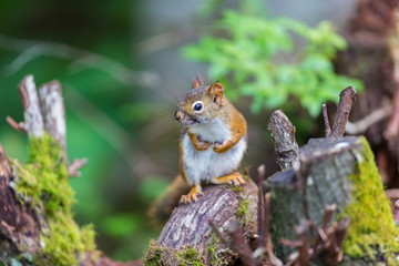 Red Squirrel in a Boreal forest in northern Quebec. The red squirrel or Eurasian red squirrel is a species of tree squirrel. The red squirrel is an arboreal, omnivorous rodent. 
