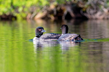 Common Loon female and male. This shot was taken on lac Creux northern Quebec Canada. Here you can see the incredible feather pattern these birds possess.