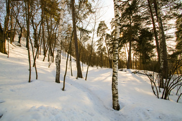 Forest, winter, pine, birch sun