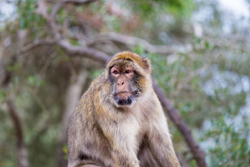 Naklejka na ściany i meble The Barbary macaque population in Gibraltar is the only wild monkey population in the European continent. Some three hundred animals in five troops occupy the area of the Upper Rock of Gibraltar.