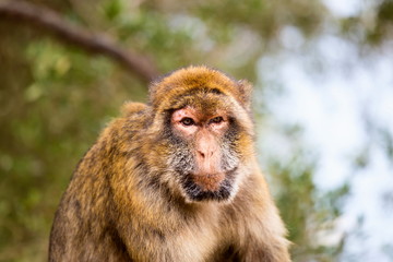 The Barbary macaque population in Gibraltar is the only wild monkey population in the European continent. Some three hundred animals in five troops occupy the area of the Upper Rock of Gibraltar.