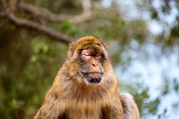 The Barbary macaque population in Gibraltar is the only wild monkey population in the European continent. Some three hundred animals in five troops occupy the area of the Upper Rock of Gibraltar.