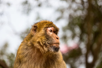The Barbary macaque population in Gibraltar is the only wild monkey population in the European continent. Some three hundred animals in five troops occupy the area of the Upper Rock of Gibraltar.