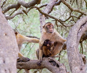 The Barbary macaque population in Gibraltar is the only wild monkey population in the European continent. Some three hundred animals in five troops occupy the area of the Upper Rock of Gibraltar.