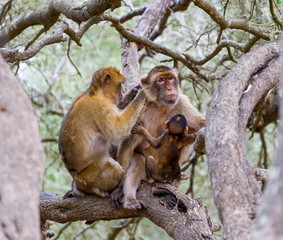 The Barbary macaque population in Gibraltar is the only wild monkey population in the European continent. Some three hundred animals in five troops occupy the area of the Upper Rock of Gibraltar.
