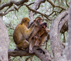 The Barbary macaque population in Gibraltar is the only wild monkey population in the European continent. Some three hundred animals in five troops occupy the area of the Upper Rock of Gibraltar.