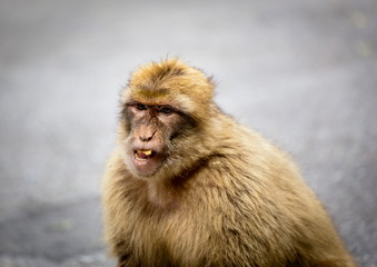 The Barbary macaque population in Gibraltar is the only wild monkey population in the European continent. Some three hundred animals in five troops occupy the area of the Upper Rock of Gibraltar.