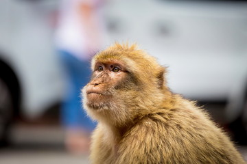 The Barbary macaque population in Gibraltar is the only wild monkey population in the European...