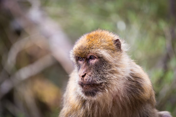 Obraz premium The Barbary macaque population in Gibraltar is the only wild monkey population in the European continent. Some three hundred animals in five troops occupy the area of the Upper Rock of Gibraltar.