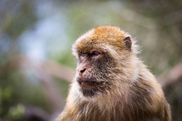 The Barbary macaque population in Gibraltar is the only wild monkey population in the European continent. Some three hundred animals in five troops occupy the area of the Upper Rock of Gibraltar.