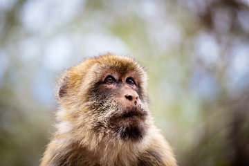 The Barbary macaque population in Gibraltar is the only wild monkey population in the European continent. Some three hundred animals in five troops occupy the area of the Upper Rock of Gibraltar.