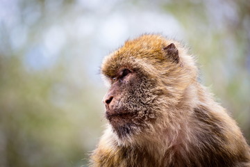 The Barbary macaque population in Gibraltar is the only wild monkey population in the European...
