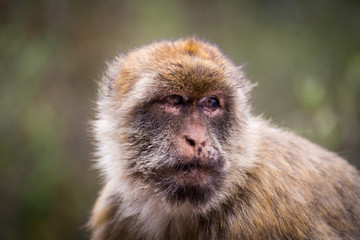 The Barbary macaque population in Gibraltar is the only wild monkey population in the European continent. Some three hundred animals in five troops occupy the area of the Upper Rock of Gibraltar.