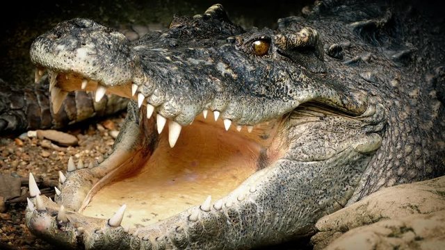 Big Crocodile Opens Mouth