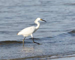 Snowy Egret waling in the shallow ocean water at the beach