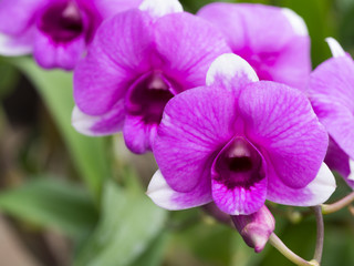 Purple Dendrobium Orchid