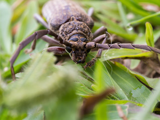 Beetle is Feeding