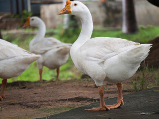Geese Standing