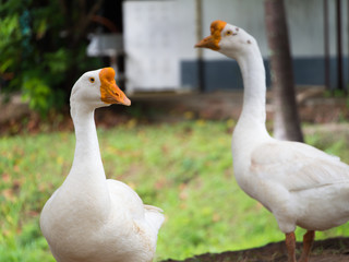 Geese Standing