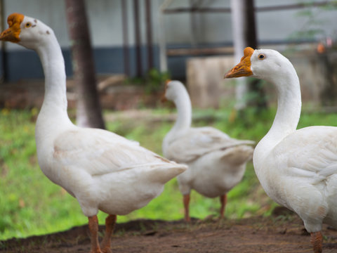 Geese Standing