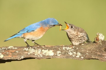 Male Eastern Bluebird With Baby