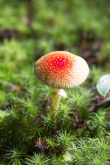 ヒメベニテングタケ