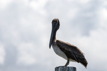 Brown Pelican, J.N. ''Ding'' Darling National Wildlife Refuge, S