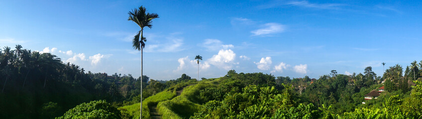 Fototapeta premium Panoramic view of the Campuhan Ridge Walk, Ubud, Bali, Indonesia